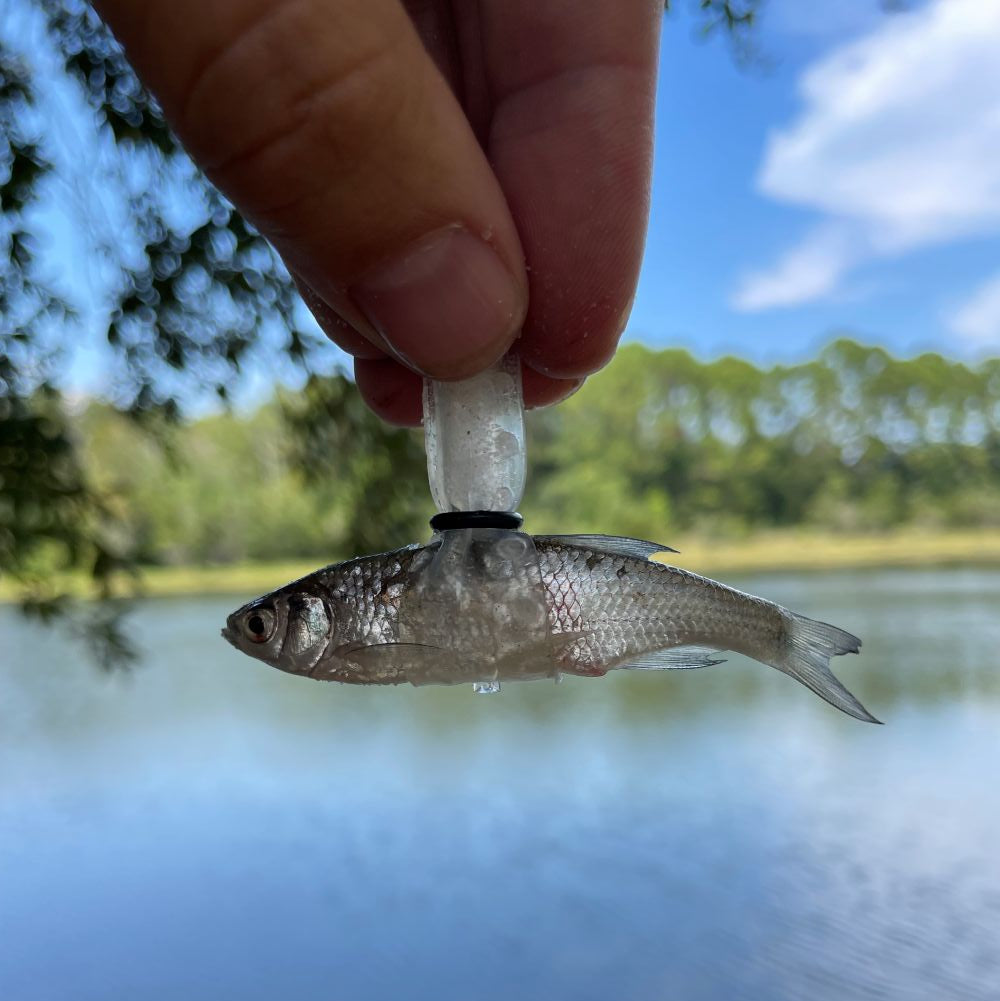 Small fish held by a hand with a blurred natural background